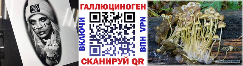 Псилоцибиновые грибы Psilocybe  что такое   Камышлов 